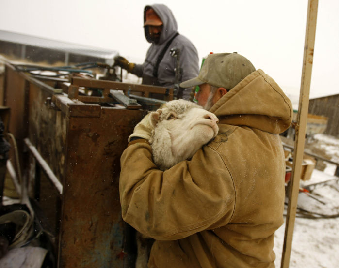 Sheep Rancher